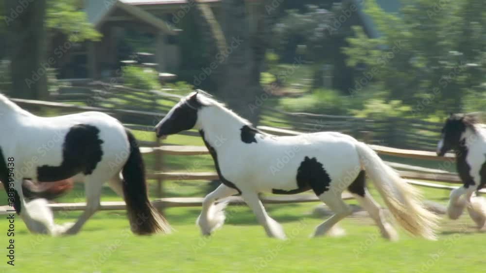 Stillwater Farm mare horses run Stillwater Farm mare horses run