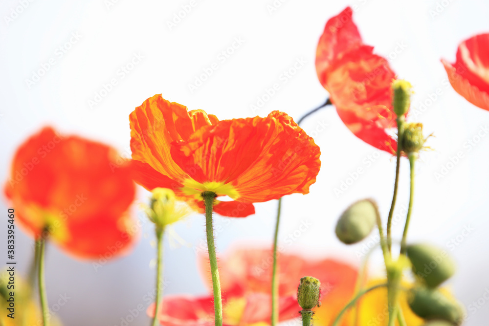 Obraz premium ポピー