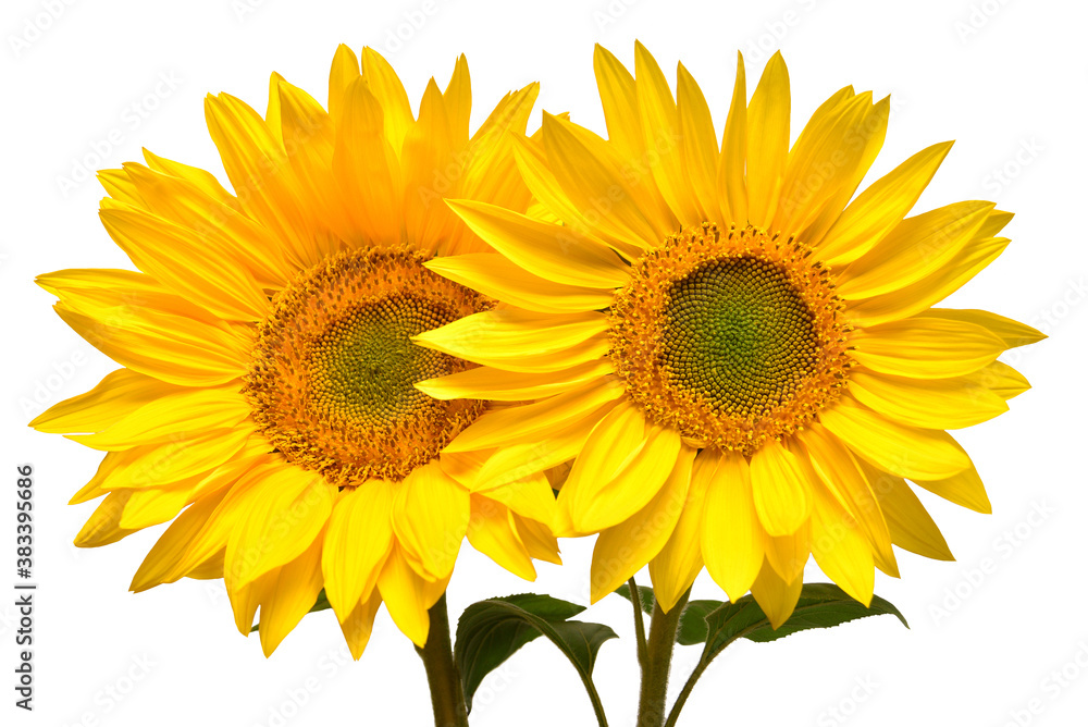 Obraz premium Sunflowers bouquet isolated on white background. Sun symbol. Flowers yellow, agriculture. Seeds and oil. Flat lay, top view. Bio. Eco. Creative