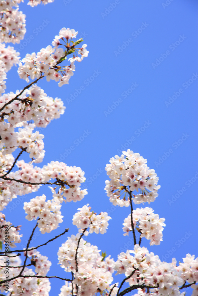 桜