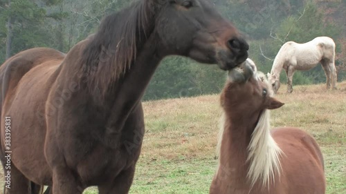 Miniature horse and mule buddy romp and play