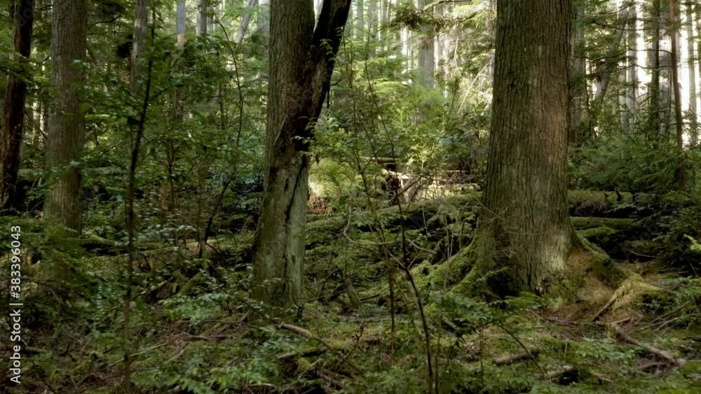 Drone Video of Flight Through Forest Whidbey Island Washington State Drone Video of Flight Through Forest Whidbey Island Washington State