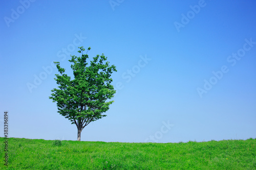 草原と一本の木