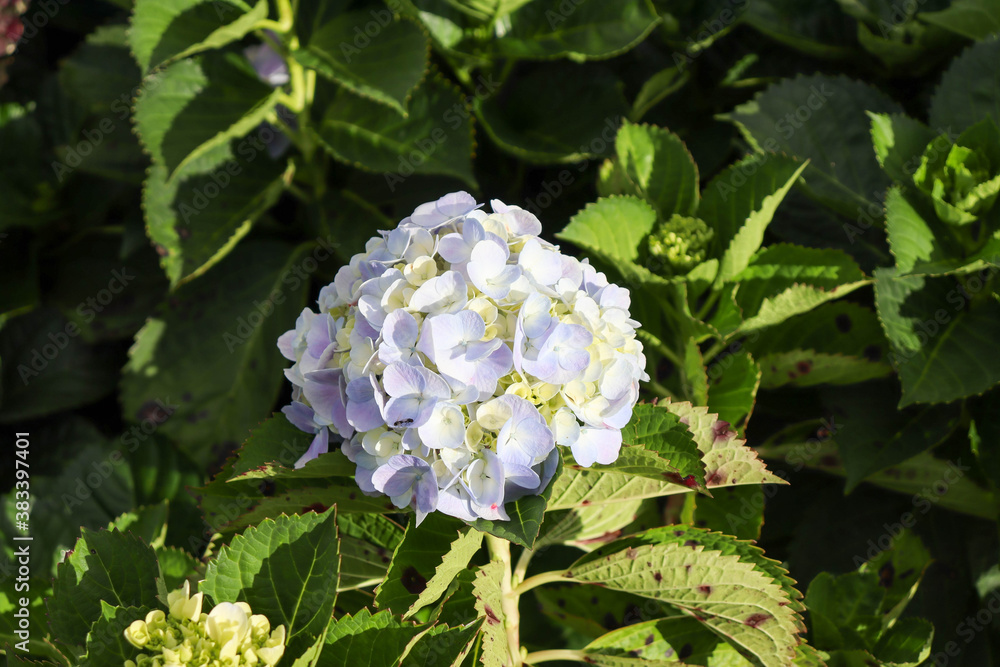 White and purple hydrangeas that soft sunlight shines into the hill tribes are popular to sell in northern Thailand. White and purple hydrangeas that soft sunlight shines into the hill tribes are popular to sell in northern Thailand.