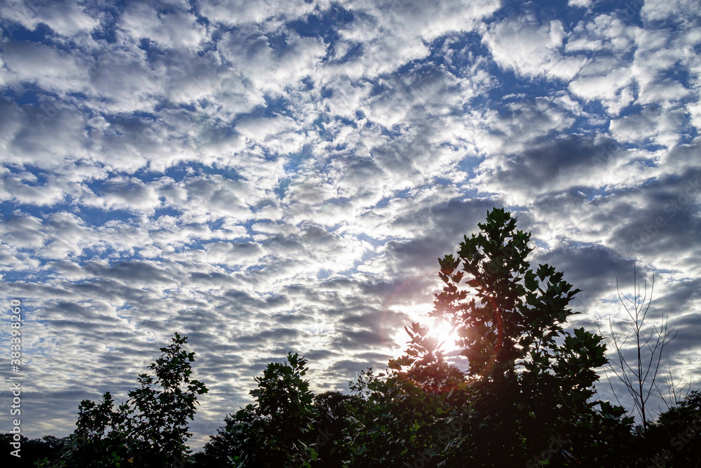 Obraz premium 朝の秋空とイタヤカエデ逆光景色