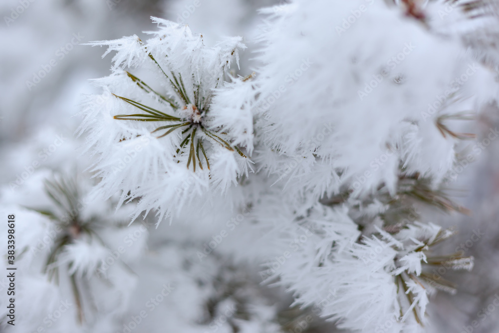 pine branch with green needles in frost close-up pine branch with green needles in frost close-up
