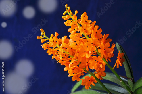 Beautiful orange ascocentrum miniatum orchid on blue background photo