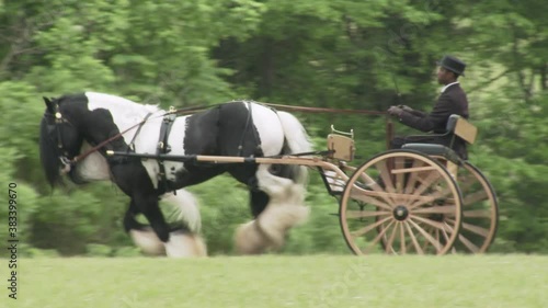 Gypsy Horse pulling cart or wagon with black man driving.