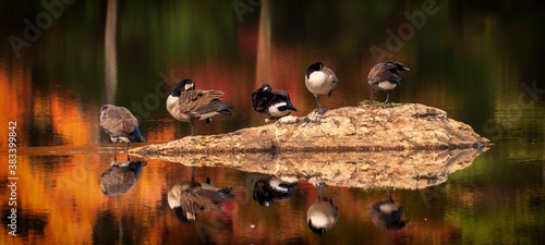 Some geese on a rock in the Fall.