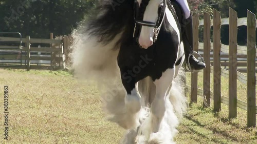 Gypsy Vanner Horse stallion D'Jango being ridden English