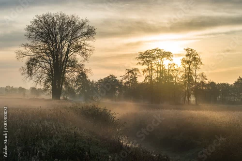 Obraz Jesienne drzewa we mgle