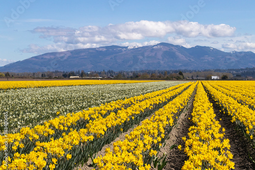 Daffodils Skagit Valley