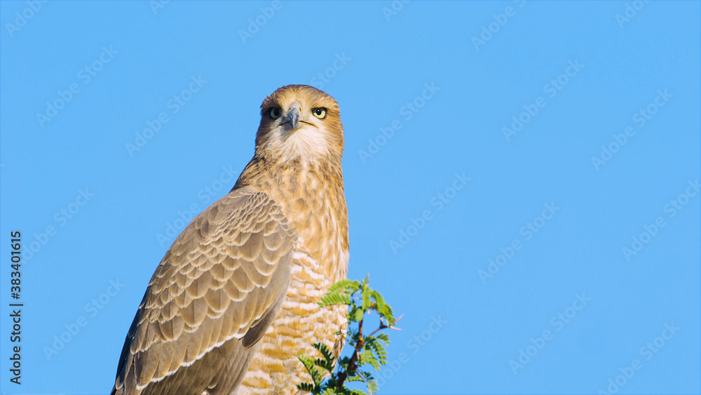 eagle eagle