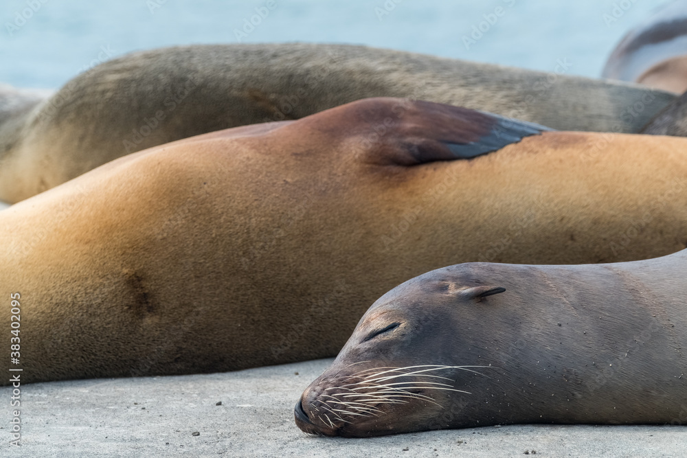 Fototapeta premium Nap with friends. When we were about to take the boat back to Santa Cruz island, after a day full of adventures and seeing Floreana island´s wildlife, we found these three little friends. The were rea