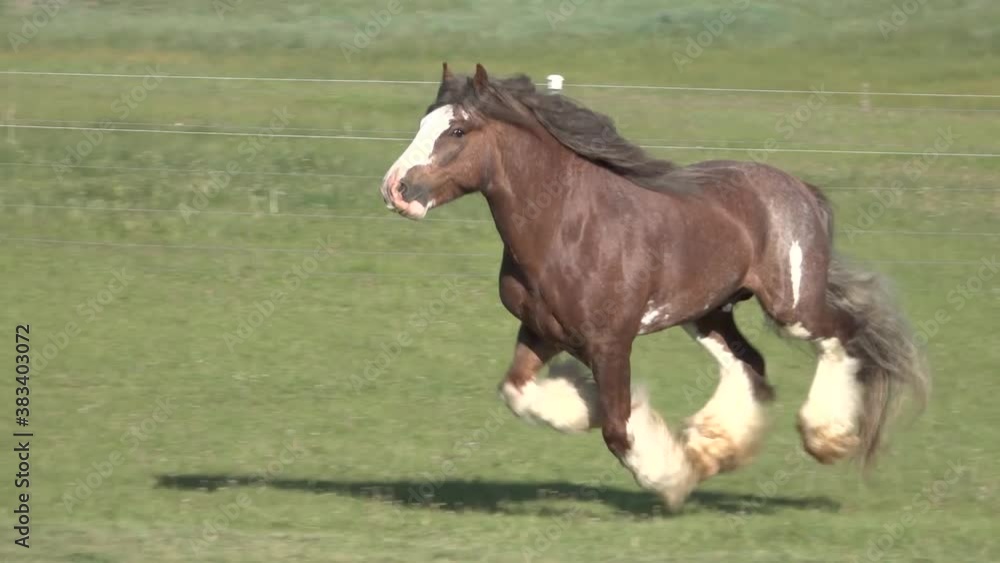 Gypsy Horse stallion sequence running unbridled at liberty Gypsy Horse stallion sequence running unbridled at liberty
