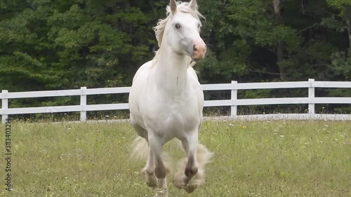 Gypsy  Horse stallion sequence running unbridled at liberty