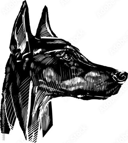 the black and white dog Doberman pincher 