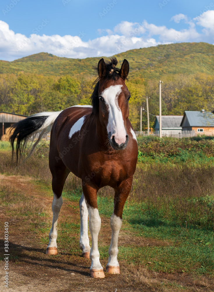 Fototapeta premium A young girl sits on a horse and rides a black horse on a Sunny day.Photos of different horses.