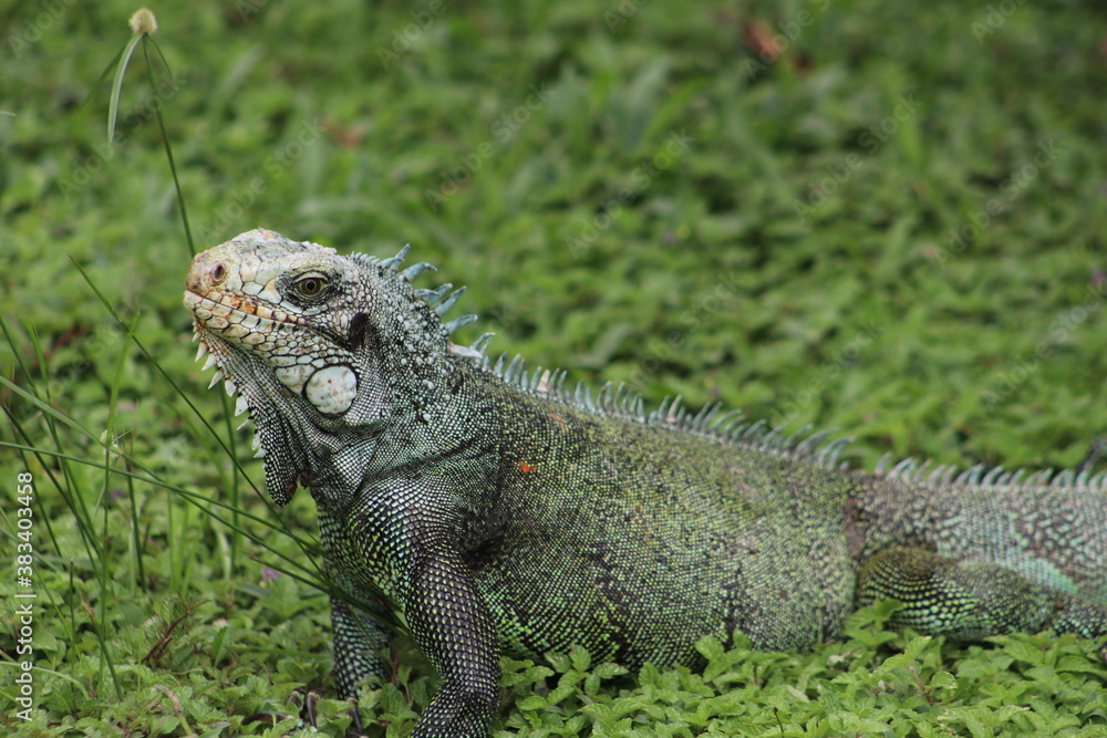 Fototapeta premium iguana in the zoo