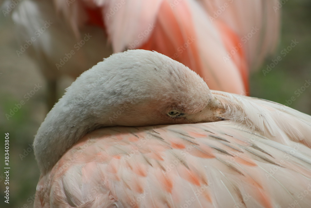 Fototapeta premium pink flamingo portrait