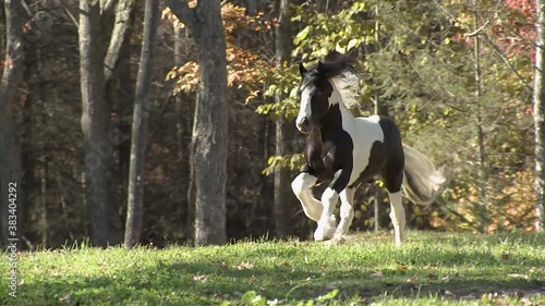 Herd of Gypsy Vanner Horse colts & fillies run in autumn pasture