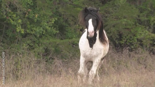 Gypsy Vanner Horse stallion  running  unbridled in field
