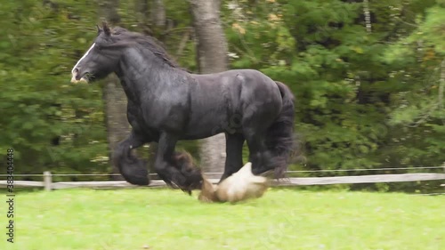 Gypsy Vanner Horse stallion  running liberty unbridled, 