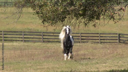 Gypsy Vanner horse stallion running at  liberty unbridled in field
