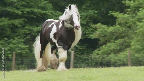 Gypsy Vanner horse stallion running at  liberty unbridled in green pasture.