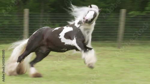 Gypsy Vanner horse stallion running at  liberty unbridled in green pasture.
