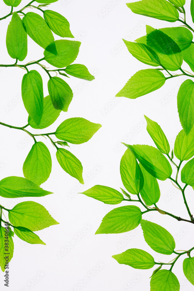 Fototapeta premium 新緑の葉っぱ