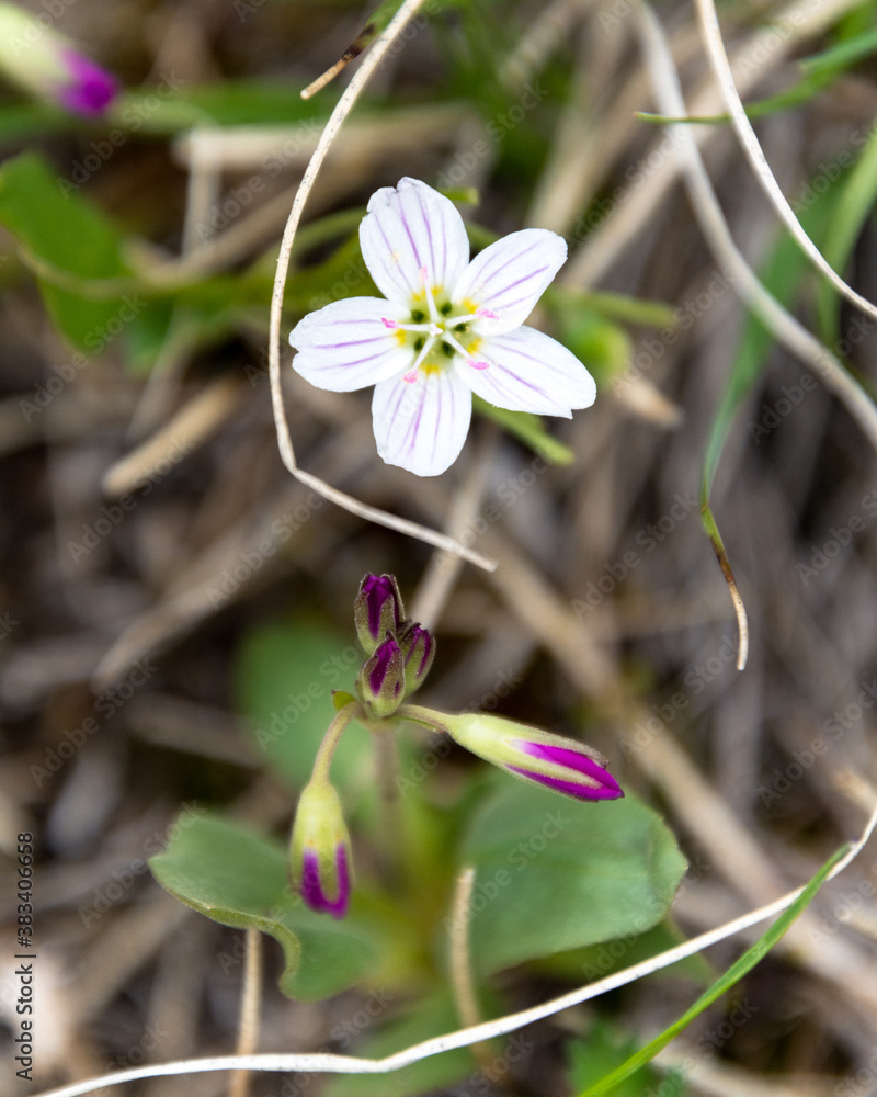 Obraz premium Alpine Wildflowers
