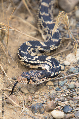 Snakes in British Columbia Canada