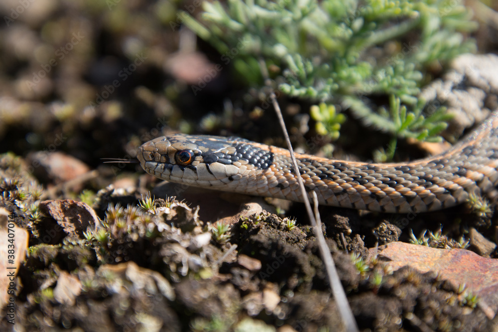 Snakes in British Columbia Canada Snakes in British Columbia Canada