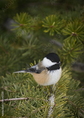 Birds of British Columbia Canada