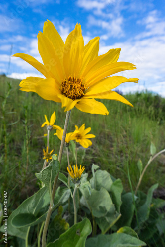 Alpine Wildflowers