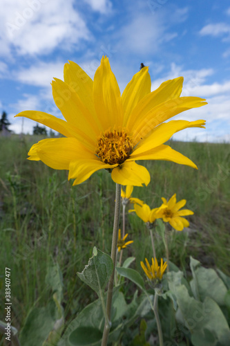Alpine Wildflowers