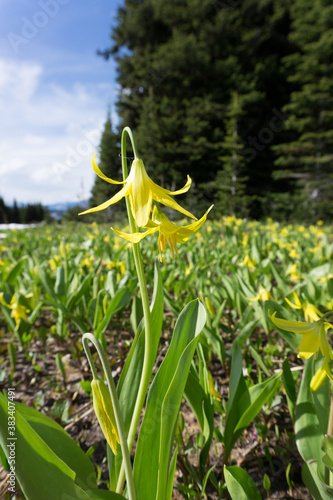 Alpine Wildflowers
