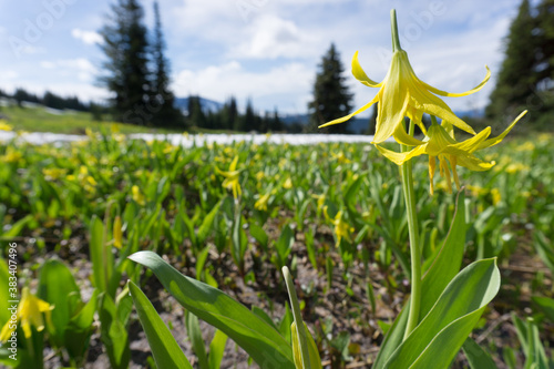 Alpine Wildflowers