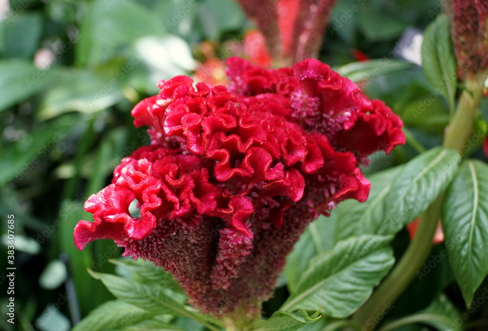 Dark red color of Cockscomb Dark red color of Cockscomb