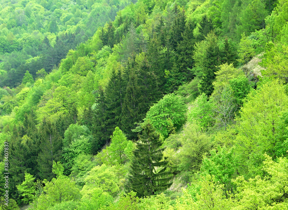 Background with mountain forest slope, slopes and valley. Spring natural greenery with many species of coniferous and deciduous trees. Background with mountain forest slope, slopes and valley. Spring natural greenery with many species of coniferous and deciduous trees.