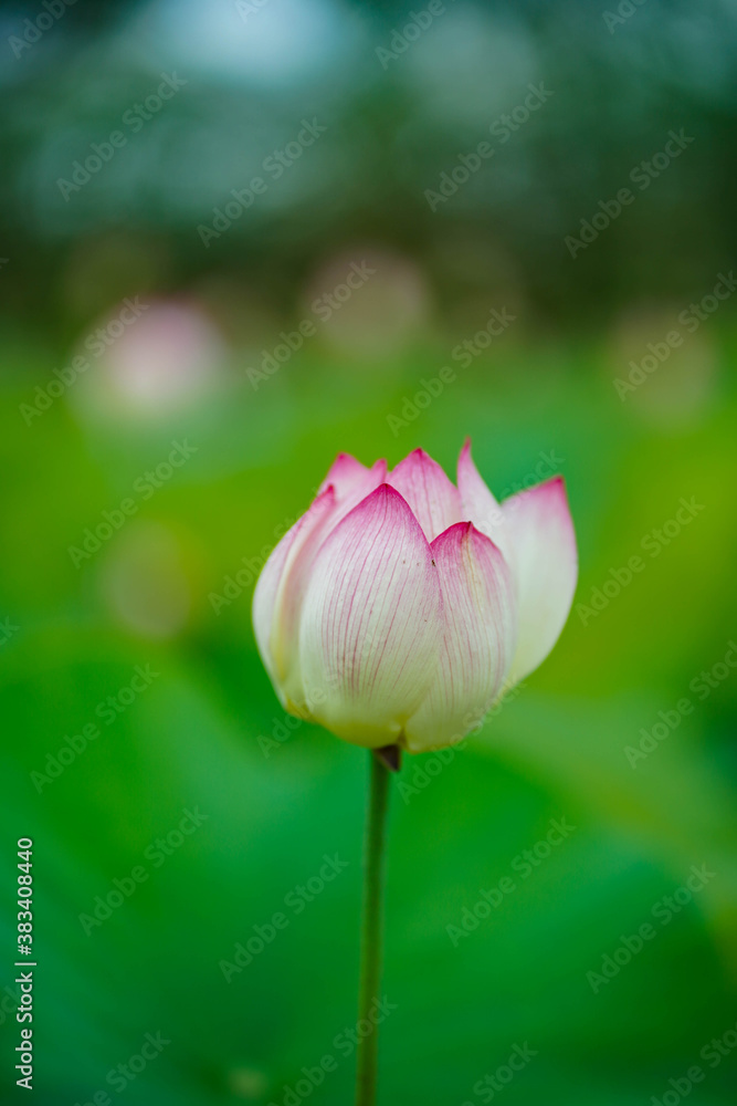 pink lotus in the garden