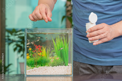 A middle-aged Asian man who feeds the guppy he raises in a small fishbowl. photo