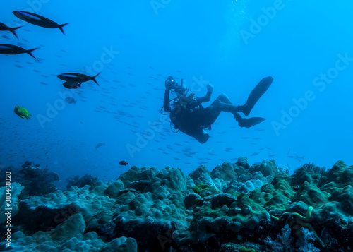 The diver above the surface of a coral reef in an incredible position taking pictures of the fish