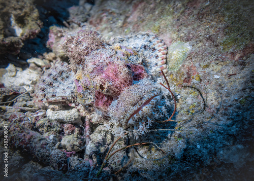 Mouth, eyes and beard of disguising scorpion fish on the coral reef in the Indian ocean in Thailand
