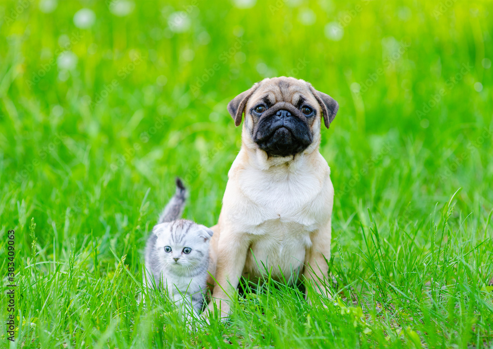 A kitten of a Scottish breed of blue color sits next to a pug puppy A kitten of a Scottish breed of blue color sits next to a pug puppy