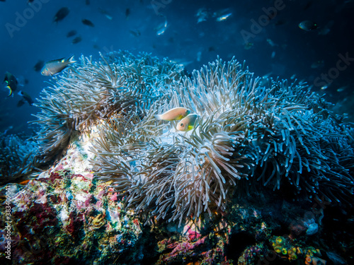 Actinia (Heteractis Aurora) and anemone fish living in it in the Indian ocean
