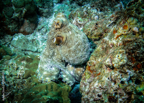 Octopus among corals on the reef in the Indian ocean in Thailand