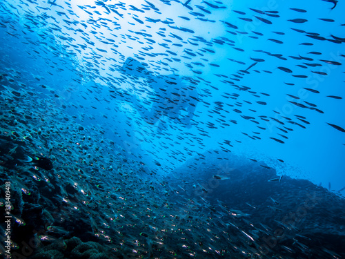 Silhouette of a diver hovering over a coral reef among a large flock of fish in the Indian ocean