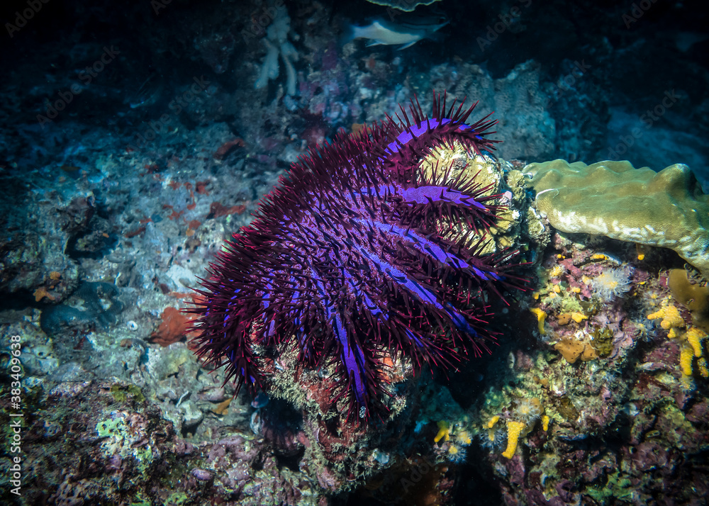 Crown of Thorns Starfish in the Indian ocean in Thailand Crown of Thorns Starfish in the Indian ocean in Thailand